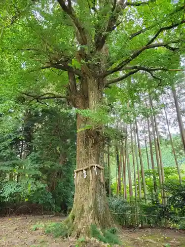 國吉神社(千葉県)