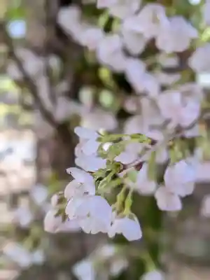 赤坂氷川神社(東京都)