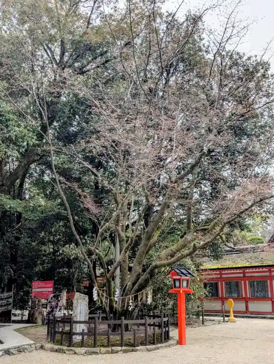 賀茂御祖神社(下鴨神社)(京都府)