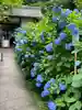 明月院(神奈川県)