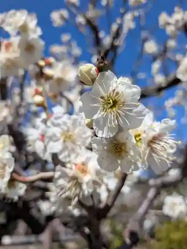 瑞円寺(東京都)