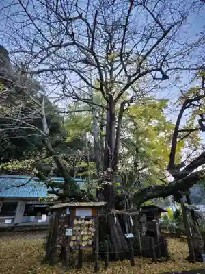 伊那下神社の自然