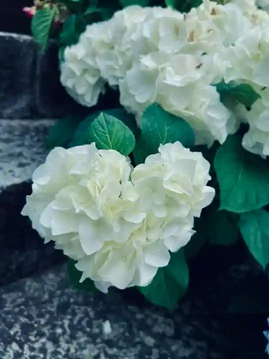 三室戸寺(京都府)