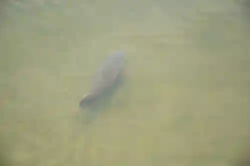 平安神宮の動物