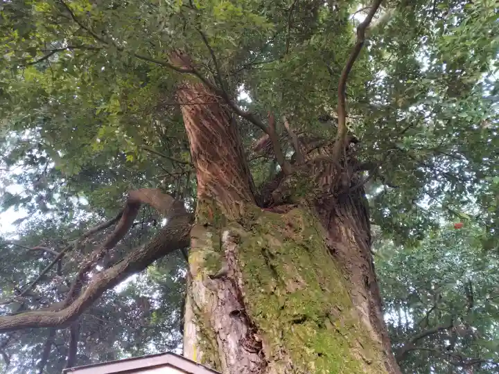 王子神社の{uncategorized: "未分類", other: "その他", undefined: "問題あり", building: "その他建物", grave: "お墓", sacred_gate: "鳥居", guardian: "狛犬", statue: "像", buddha: "仏像", history: "歴史", nature: "自然", garden: "庭園", animal: "動物", pagoda: "塔", temizu: "手水舎", mountain_gate: "山門・神門", sanctuary: "本殿・本堂", subordinate: "末社・摂社", art: "芸術", scenery: "景色", jizo: "地蔵", ema: "絵馬", goshuin: "御朱印", omikuji: "おみくじ", items: "授与品その他", amulet: "お守り", goshuincho: "御朱印帳", eats: "食事", festival: "お祭り", votive_dance: "神楽", shichigosan: "七五三参", wedding: "結婚式", experience: "体験その他", initially: "初詣", around: "周辺", anti_infection: "感染症対策"}