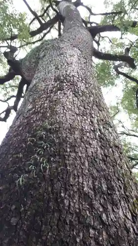 武蔵一宮氷川神社の自然