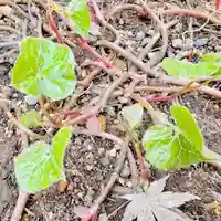 土津神社|こどもと出世の神さま(福島県)