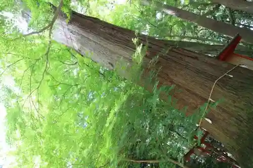 奥石神社の自然