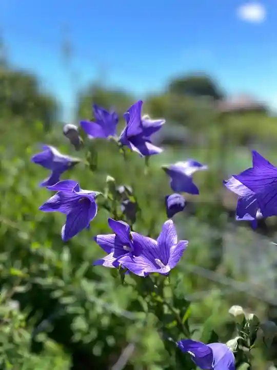 香勝寺(静岡県)