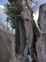 楠大明神(三重県)