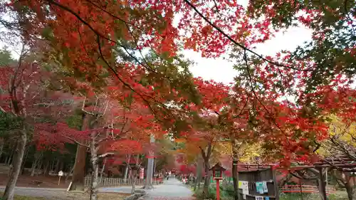 大原野神社の自然