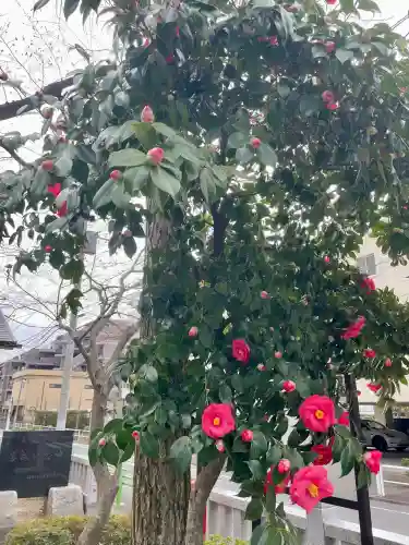 舟渡氷川神社の{uncategorized: "未分類", other: "その他", undefined: "問題あり", building: "その他建物", grave: "お墓", sacred_gate: "鳥居", guardian: "狛犬", statue: "像", buddha: "仏像", history: "歴史", nature: "自然", garden: "庭園", animal: "動物", pagoda: "塔", temizu: "手水舎", mountain_gate: "山門・神門", sanctuary: "本殿・本堂", subordinate: "末社・摂社", art: "芸術", scenery: "景色", jizo: "地蔵", ema: "絵馬", goshuin: "御朱印", omikuji: "おみくじ", items: "授与品その他", amulet: "お守り", goshuincho: "御朱印帳", eats: "食事", festival: "お祭り", votive_dance: "神楽", shichigosan: "七五三参", wedding: "結婚式", experience: "体験その他", initially: "初詣", around: "周辺", anti_infection: "感染症対策"}