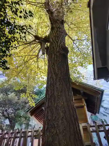 金刀比羅神社の自然