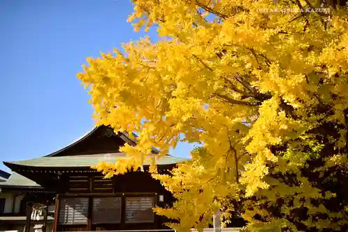 葛飾八幡宮の自然