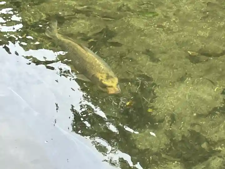 吾平山上陵の動物