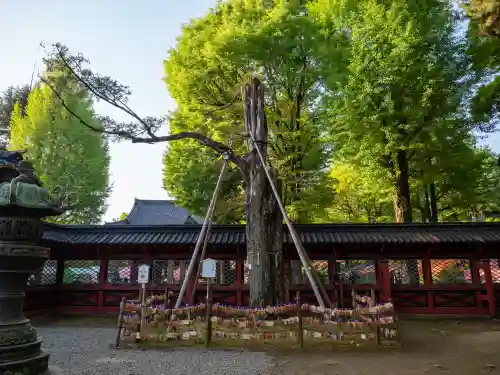 根津神社の{uncategorized: "未分類", other: "その他", undefined: "問題あり", building: "その他建物", grave: "お墓", sacred_gate: "鳥居", guardian: "狛犬", statue: "像", buddha: "仏像", history: "歴史", nature: "自然", garden: "庭園", animal: "動物", pagoda: "塔", temizu: "手水舎", mountain_gate: "山門・神門", sanctuary: "本殿・本堂", subordinate: "末社・摂社", art: "芸術", scenery: "景色", jizo: "地蔵", ema: "絵馬", goshuin: "御朱印", omikuji: "おみくじ", items: "授与品その他", amulet: "お守り", goshuincho: "御朱印帳", eats: "食事", festival: "お祭り", votive_dance: "神楽", shichigosan: "七五三参", wedding: "結婚式", experience: "体験その他", initially: "初詣", around: "周辺", anti_infection: "感染症対策"}