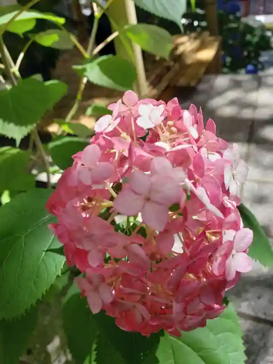 十番稲荷神社の自然