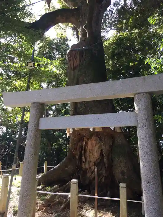 松阪神社の自然