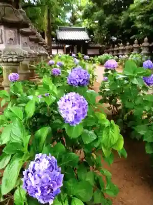 妙法寺(東京都)