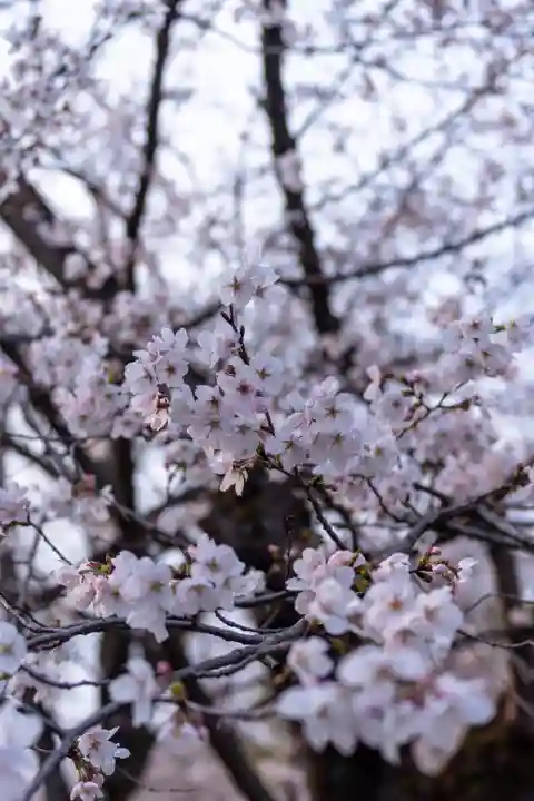 平野神社(京都府)