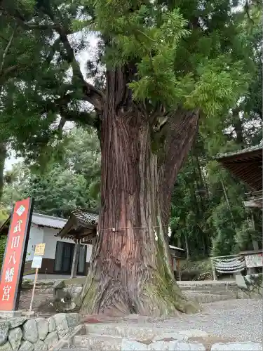 武田八幡宮(山梨県)