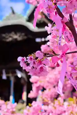 桜神宮(東京都)