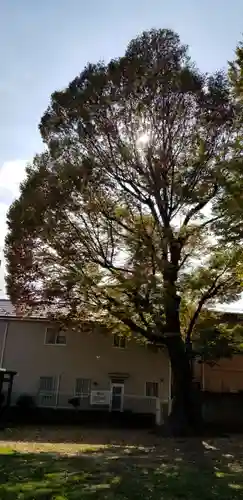 五北天祖神社の自然