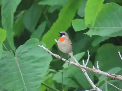 厳島神社(北海道)