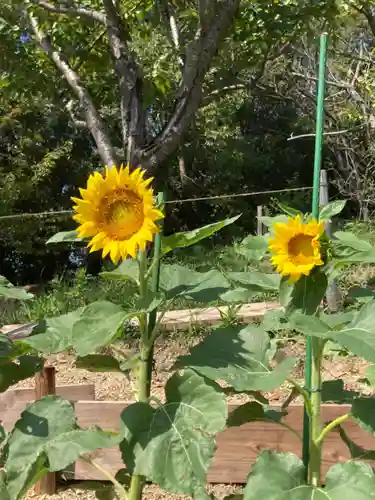 神吉八幡神社の自然