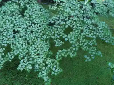慈照寺（慈照禅寺・銀閣寺）(京都府)