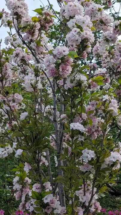 六孫王神社(京都府)