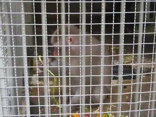 日吉大社の動物