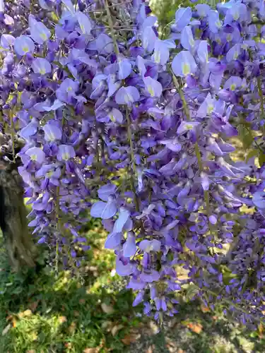 玉敷神社の自然
