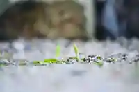 浄土寺(兵庫県)