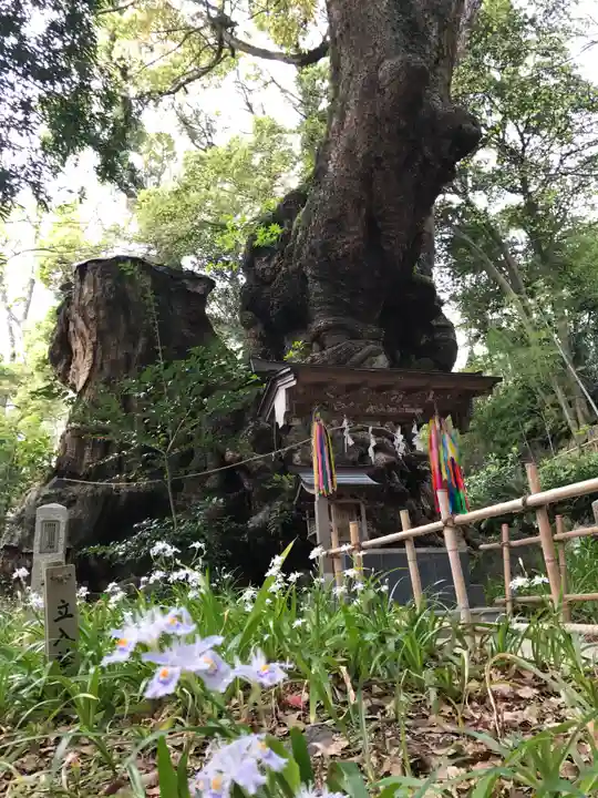 來宮神社(静岡県)