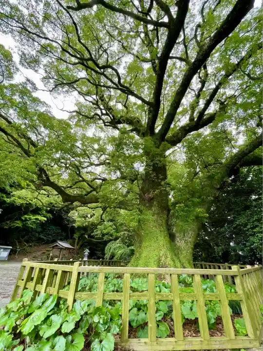 高良大社(福岡県)