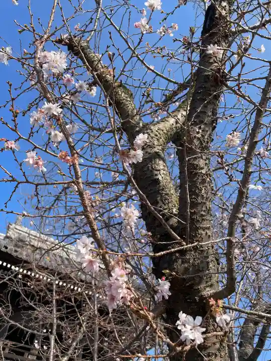 大乗山妙林寺(岡山県)
