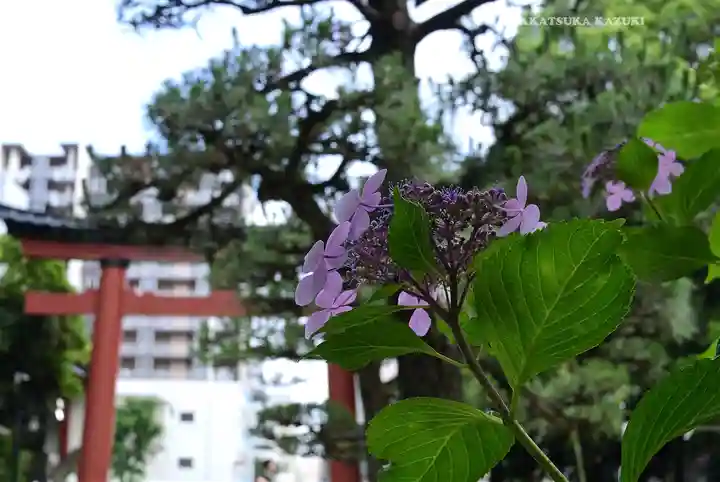 平塚八幡宮(神奈川県)