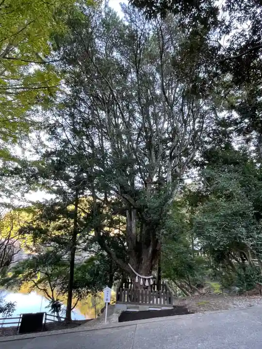 安房神社(千葉県)