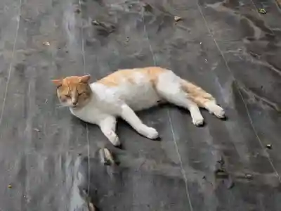 大宝八幡宮(茨城県)