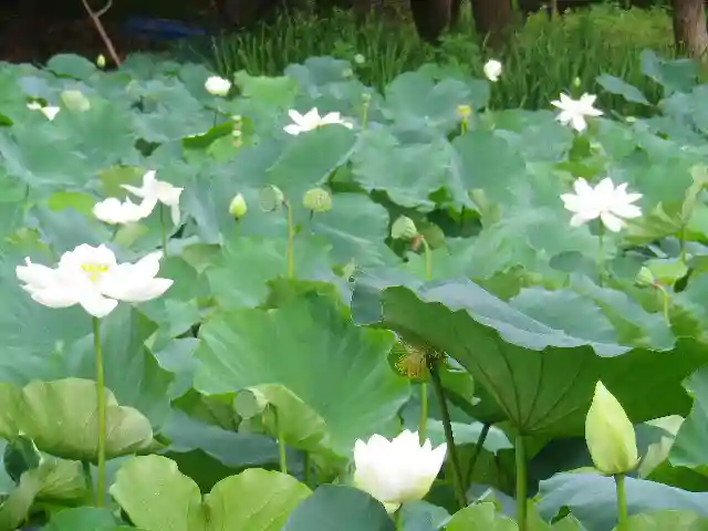 鶴岡八幡宮の自然