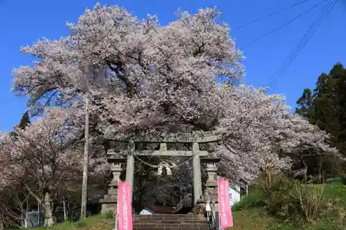 諏訪神社の鳥居