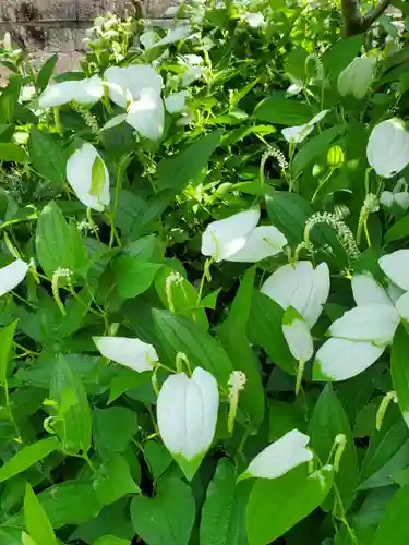 沙沙貴神社の自然