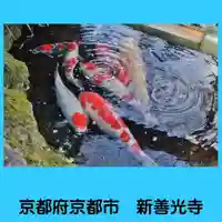 一條殿 新善光寺の動物