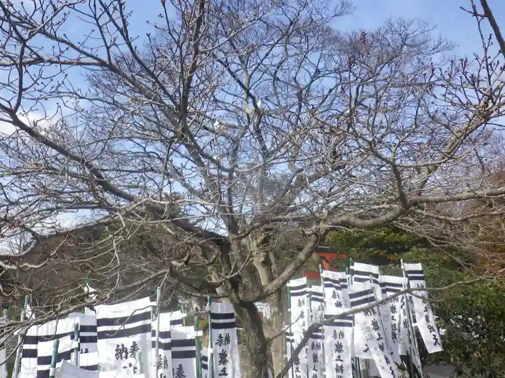 鶴岡八幡宮の自然