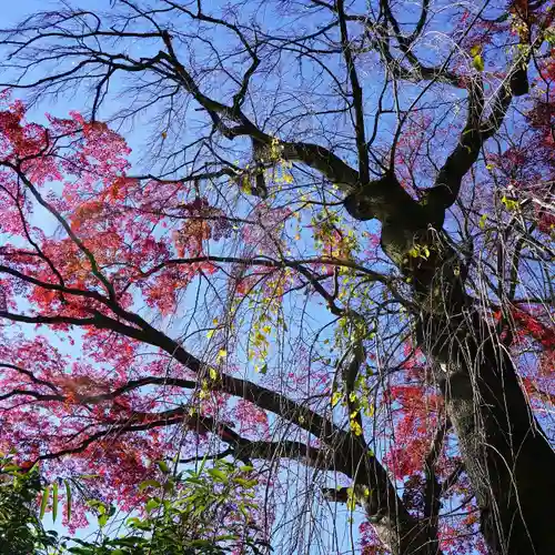 神炊館神社 ⁂奥州須賀川総鎮守⁂の景色