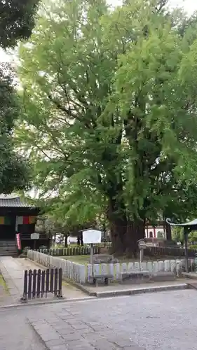 鑁阿寺(栃木県)