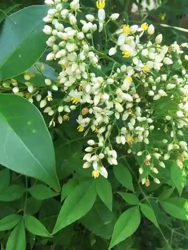 六月八幡神社の自然