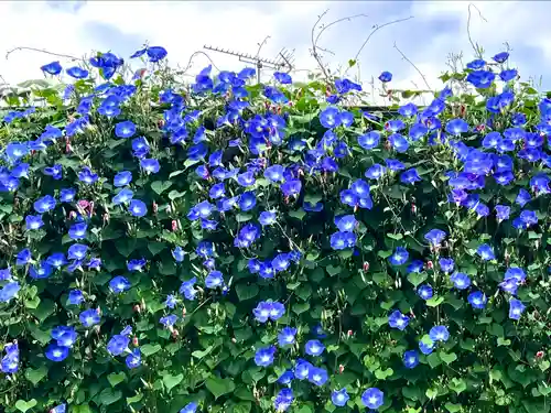 山家神社の自然
