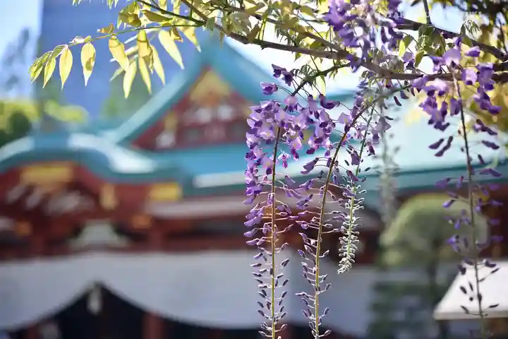 日枝神社の自然